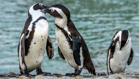 Cientistas Desvendam Por Que Pinguins Ficam Para Sempre Com O Mesmo Parceiro Mulher Ciência