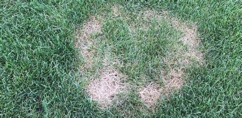 Summer Patch Control For Golf Courses Advanced Turf Solutions