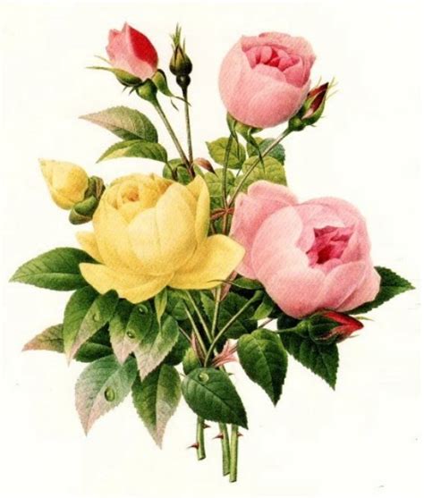 Baú De Figuras Imagens De Flores Rosas Para Decoupage