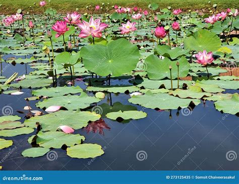 Nelumbo Nucifera Water Lily Or Lotus Flower With Green Leaves Stock