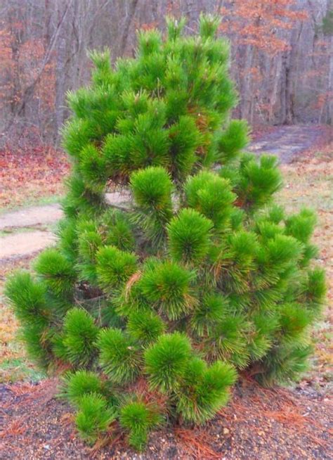 Japanese Black Pine A Pine Worth Planting Triangle Gardener Magazine