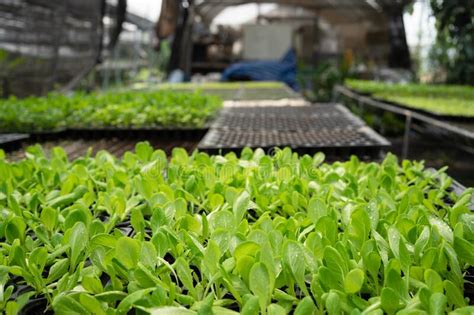 Organic Green Lettuce Vegetable Seedling In Planting Tray Under