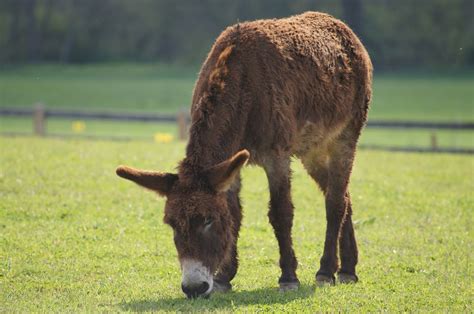 These mule spinners, assisted by women and children, were an elite group in the early textile mills.• martha says rats are hanging dressed in the market for sale with mule meat.• Free picture: donkey, grazing, mule, animal, grass, farm ...