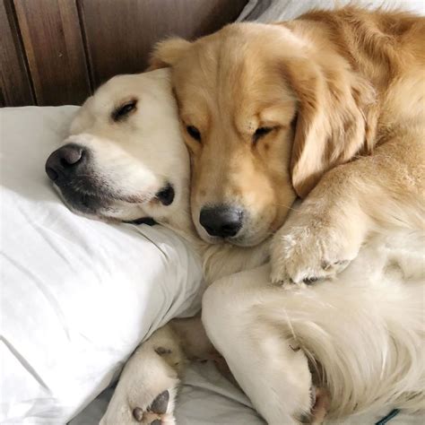 26 Heartwarming Pics Of Golden Retriever Siblings Love Using Each Other