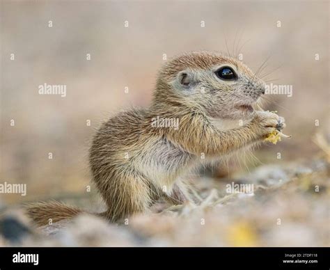 Round Tailed Ground Squirrel Xerospermophilus Tereticaudus Brandi