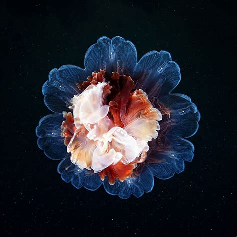 Alexander Semenovs Captivating Jellyfish Photography Art Sheep