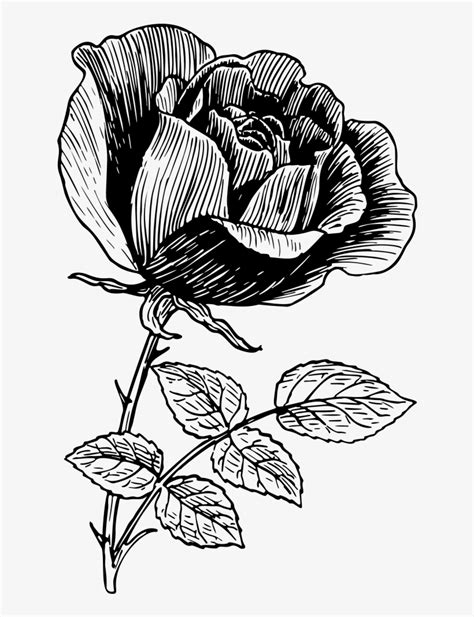 Vintage Rose Line Art Illustration Transparent Png X Free Download On Nicepng