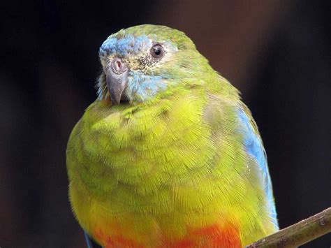 Regent Honeyeater And Orange Bellied Parrot Conservation Currumbin