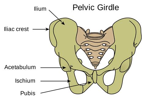 Pelvic Girdle Bones Of The Pelvic Girdle News Photo G