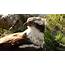 Osprey Diary 23 March  Scottish Wildlife Trust