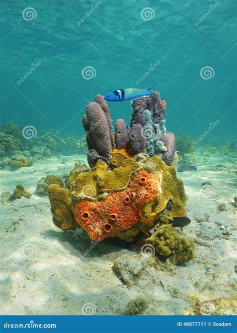 Colorful Life Underwater With Sea Sponge And Coral Stock Photo Image