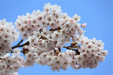 Free Images Tree Nature Branch Sky White Flower Petal Bloom