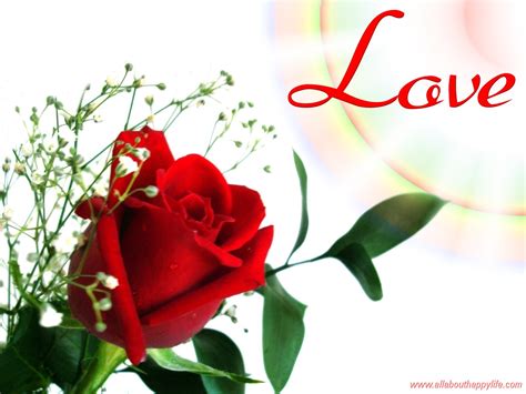 Red Rose Love Quotes Quotesgram