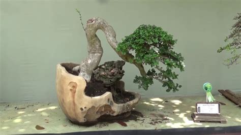 Jenis Jenis Tanaman Yang Sering Dijadikan Bonsai Bonsai Tree Youtube