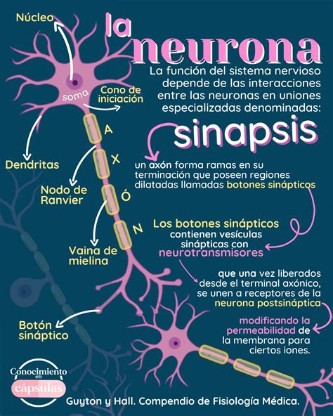 🧠 Sinapsis Neuronal Neuronas Sistema Nervioso Fisiología
