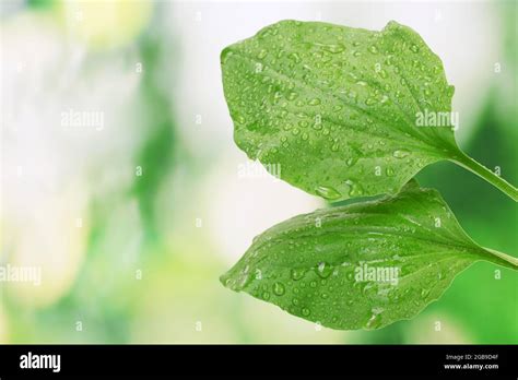 Plantain Leaves With Drops On Green Background Stock Photo Alamy