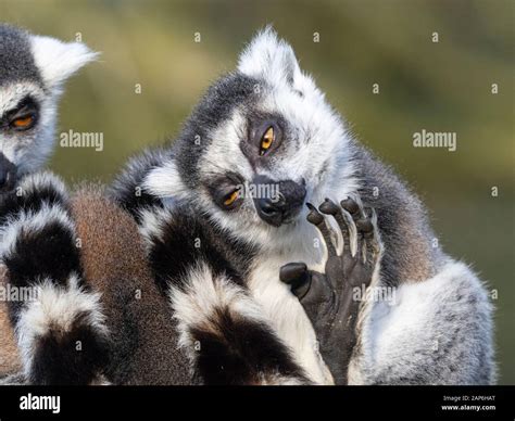 Ring Tailed Lemur Lemur Catta Stock Photo Alamy