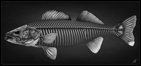 Скелет Рыбы Фото Telegraph