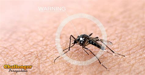 You often do not see or hear them, but mosquitoes are making their presence known in the backyards of brooklyn. Natural Ways to Rid Your Yard of Mosquitoes - Challenger ...