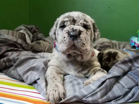 The neapolitan mastiff is no match for the first time doggy owner. Neapolitan Mastiff Puppies For Sale | Litchfield, MN #263862