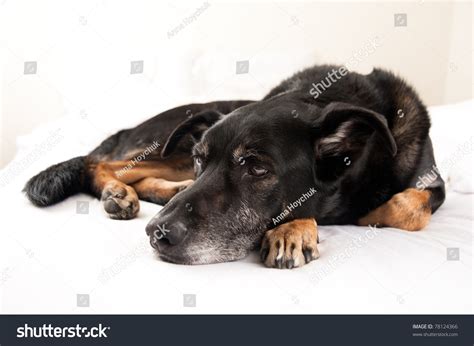 Old Black Dog Sleeping In Owners Bed Stock Photo 78124366