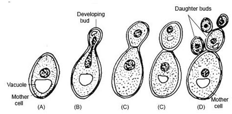 Budding Yeast Cells Labeled