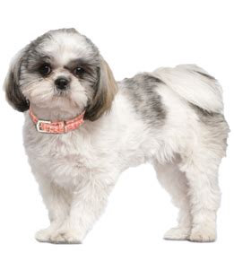 Find the perfect shichon puppy at puppyfind.com. Shih Tzu Puppies - Shih Tzu Rescue and Adoption Near You