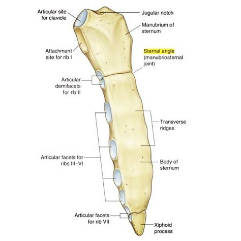 Sternal Angle Angle Between The Manubrium And The Body Of The Sternum