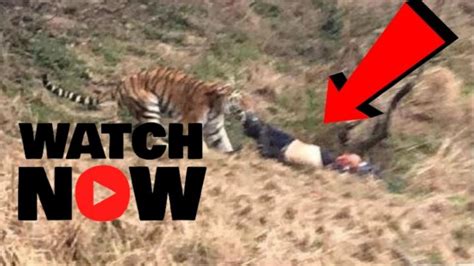 Tourist Mauled To Death In Front Of His Wife And Child By Three Tigers