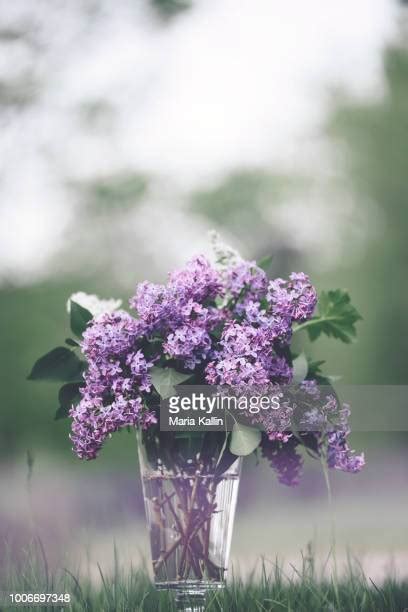 Maria Flower Photos And Premium High Res Pictures Getty Images