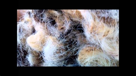 Bantal rasfur bantal bulu bantal karakter. Pengolahan Bulu Domba 1# : Pembersihan - YouTube