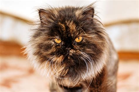 Persian Cat Face Grooming And Cleaning Tips Bechewy