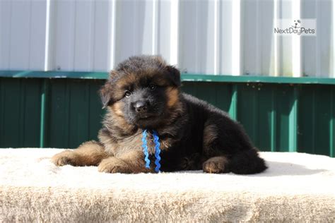 Look at pictures of german shepherd dog puppies in ohio who need a home. Vom Buflod Blue: German Shepherd puppy for sale near Dayton / Springfield, Ohio. | 1bd25d04-d091
