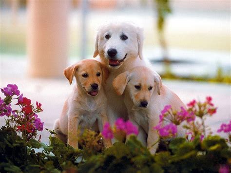 Cute Puppies High Definition Wallpaper Download Free