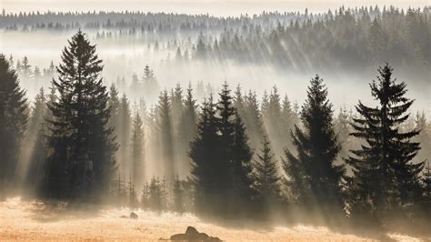 Forest With Fir Trees And Fog Hd Winter Wallpapers Hd Wallpapers Id