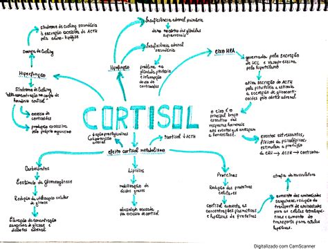 Mapa Mental Cortisol Fisiologia I