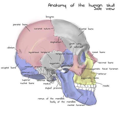 Anatomy visible in the medical illustration includes: Annotated human skull anatomy - side view by shevans on ...