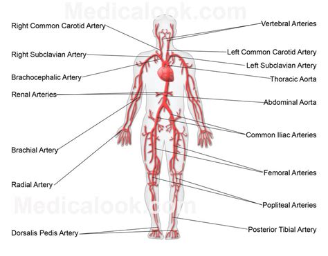 Growing evidence suggests that a genetic program specifies the identity of arteries and veins before the onset of circulation. Free Diagrams Human Body | Diagram Main Arteries Human ...