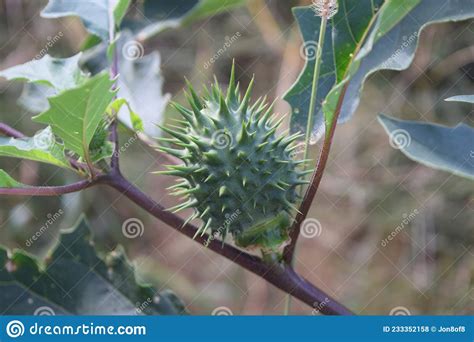 Close Up Of A Spiked Green Seed Pod On A Tree Stock Photo Image Of