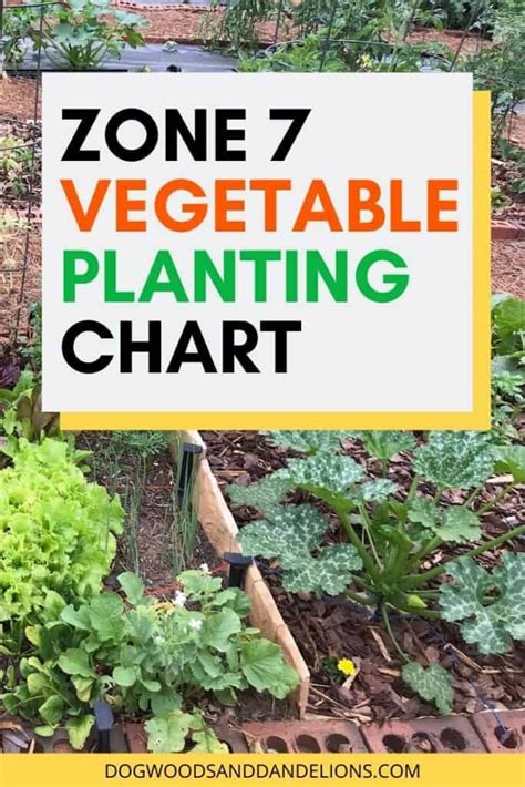 Georgia Fall Vegetable Planting Guide