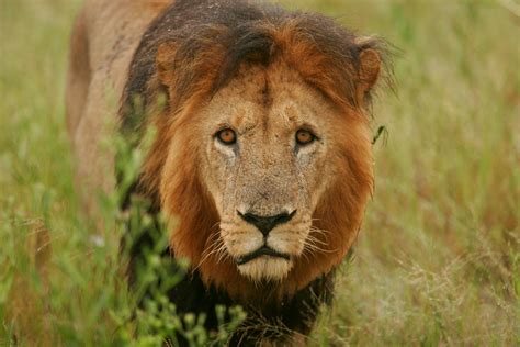 Lion On Green Grass Field · Free Stock Photo