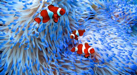 Great Barrier Reef Liveaboard Diving Trip Of In Australia