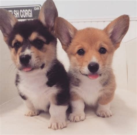 To furnish guidelines for breeders who wish to the cardigan is one of two welsh corgi breeds, the other being the pembroke. Cardigan Corgi Puppies Michigan - Pet Inspiration