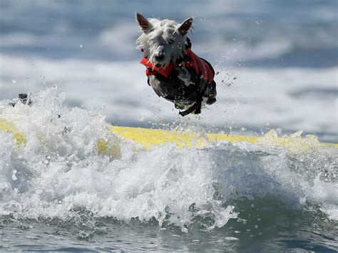If A Dog Can Surf So Can You Chica Brava
