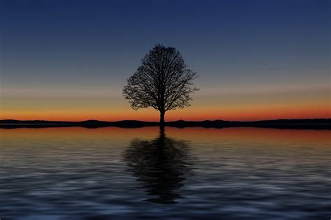 Tree Lake Reflection Free Image On Pixabay