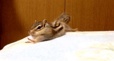 After Adorable Morning Stretch Routine Chipmunk Is Ready For Day Of