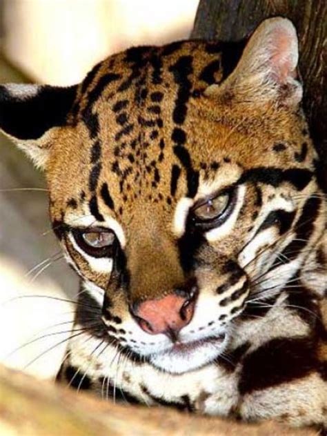 The Ocelot Is Twice The Size Of A Pet Cat And Has A Sleek Dappled Coat
