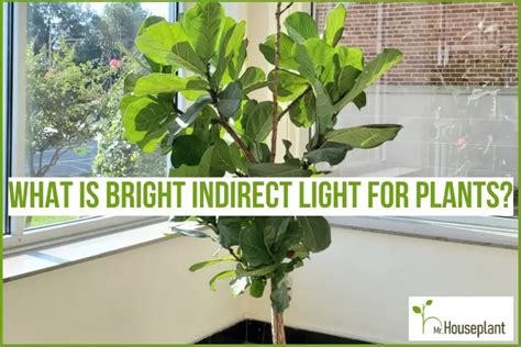 What Is Bright Indirect Light For Plants Mrhouseplant