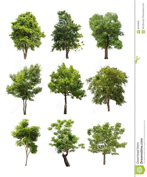 Collection Of Trees Isolated On White Background Stock Photo Image Of