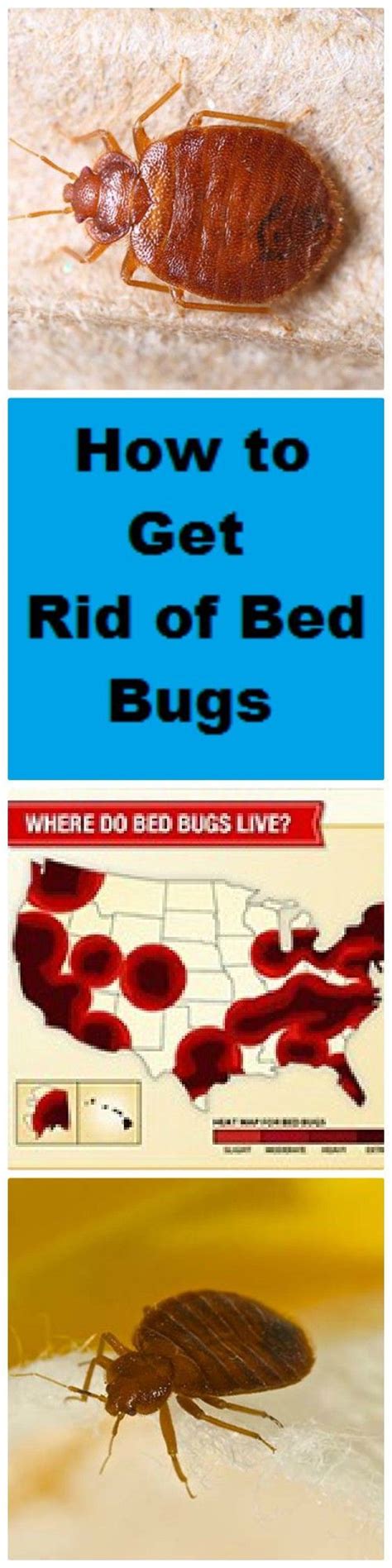 Have Bed Bugs Get Rid Of Them Quick With Domyowns Step By Step Guide